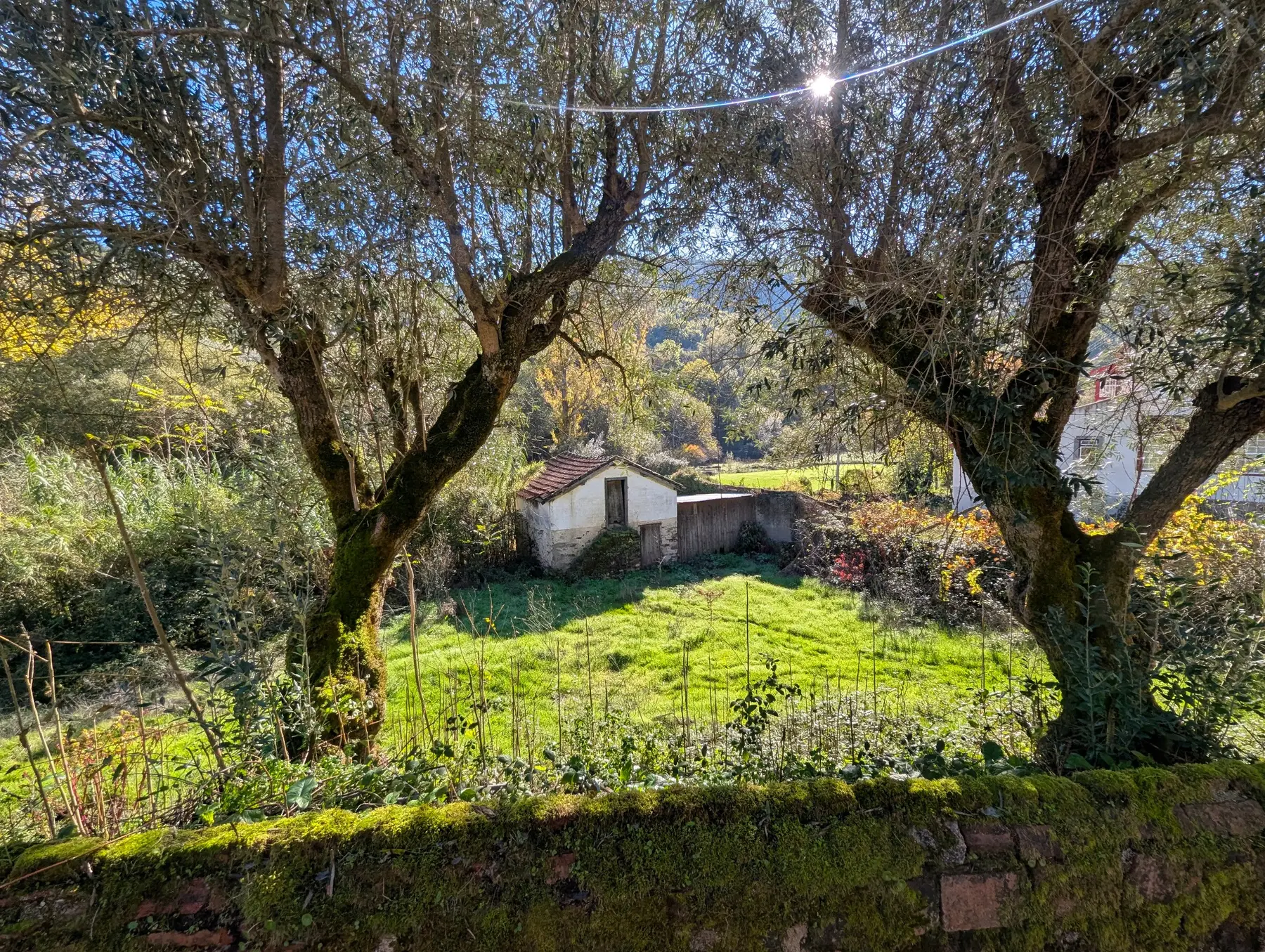 Chãos meadow, olive trees and existing building