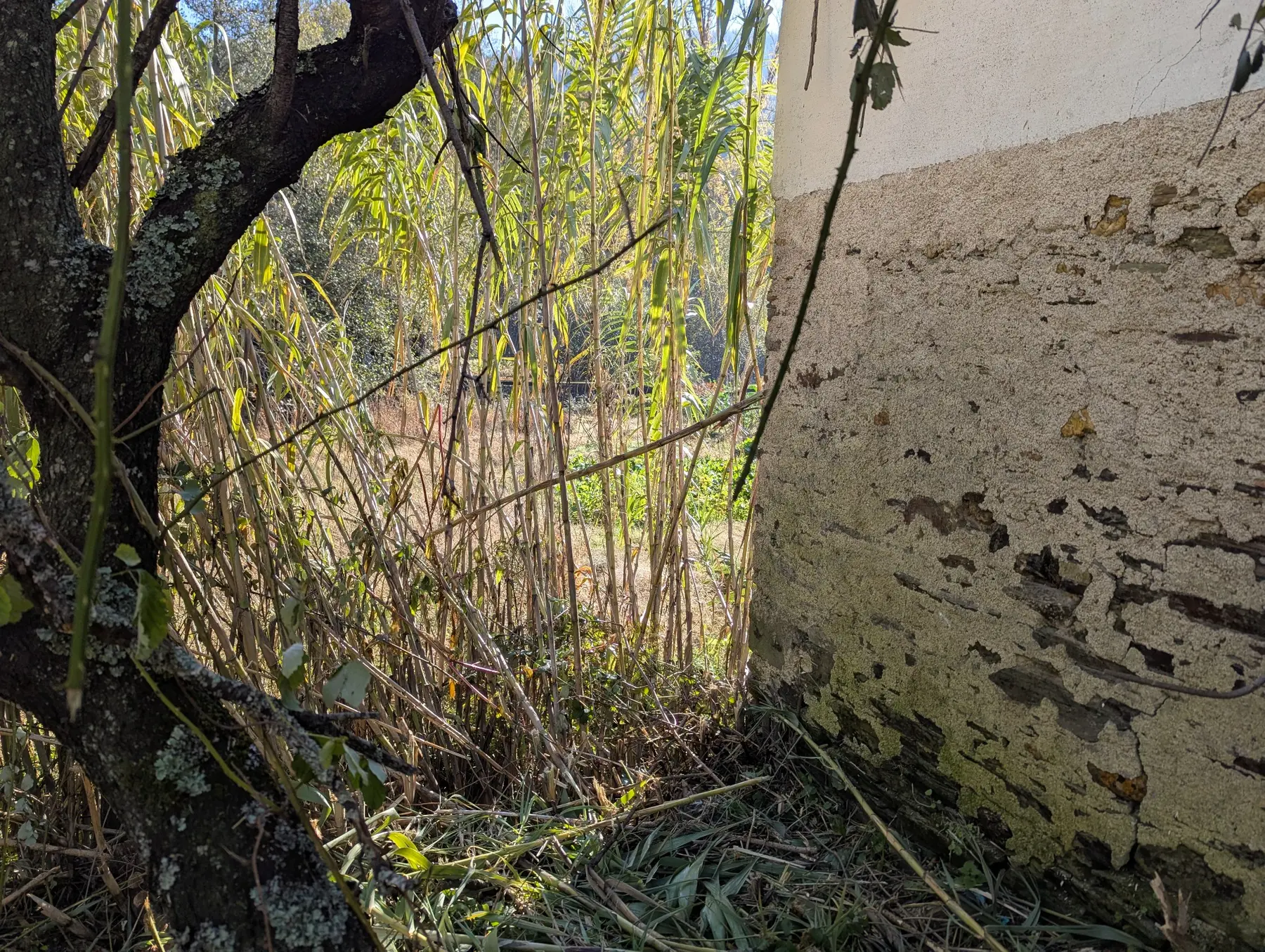 Vegetation behind the building