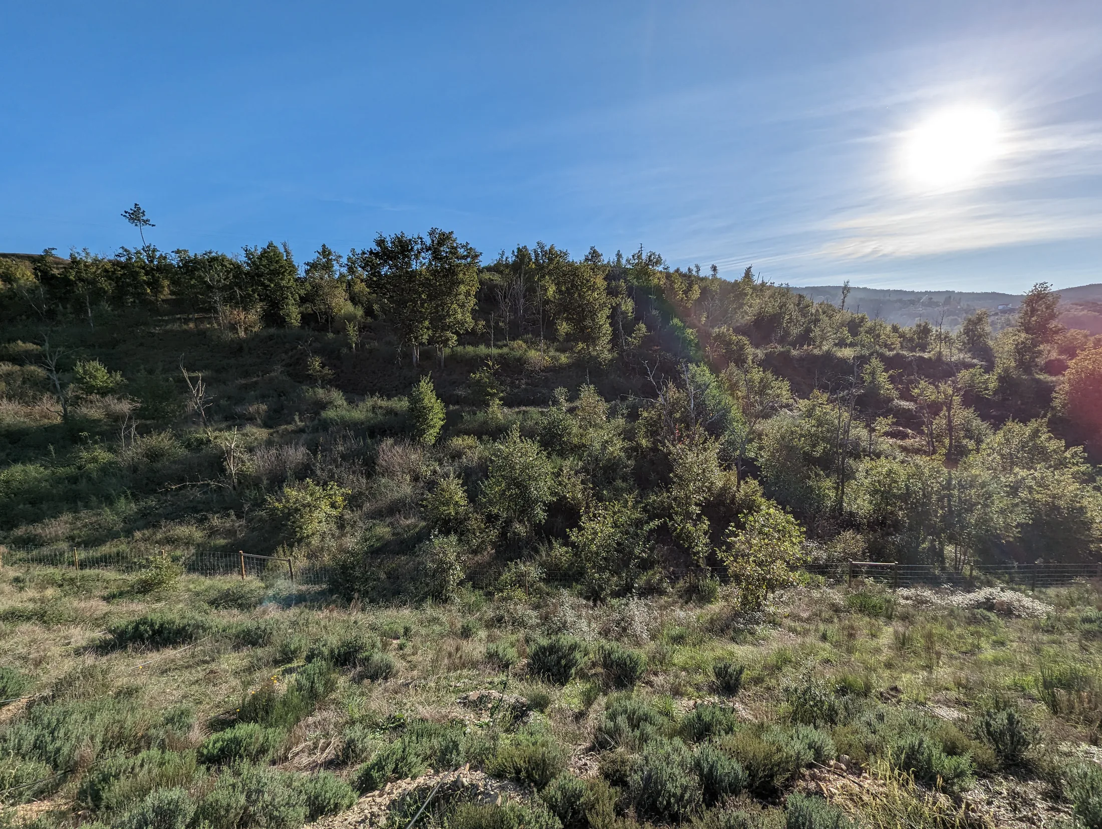 Young trees in the permaculture restoration plantation