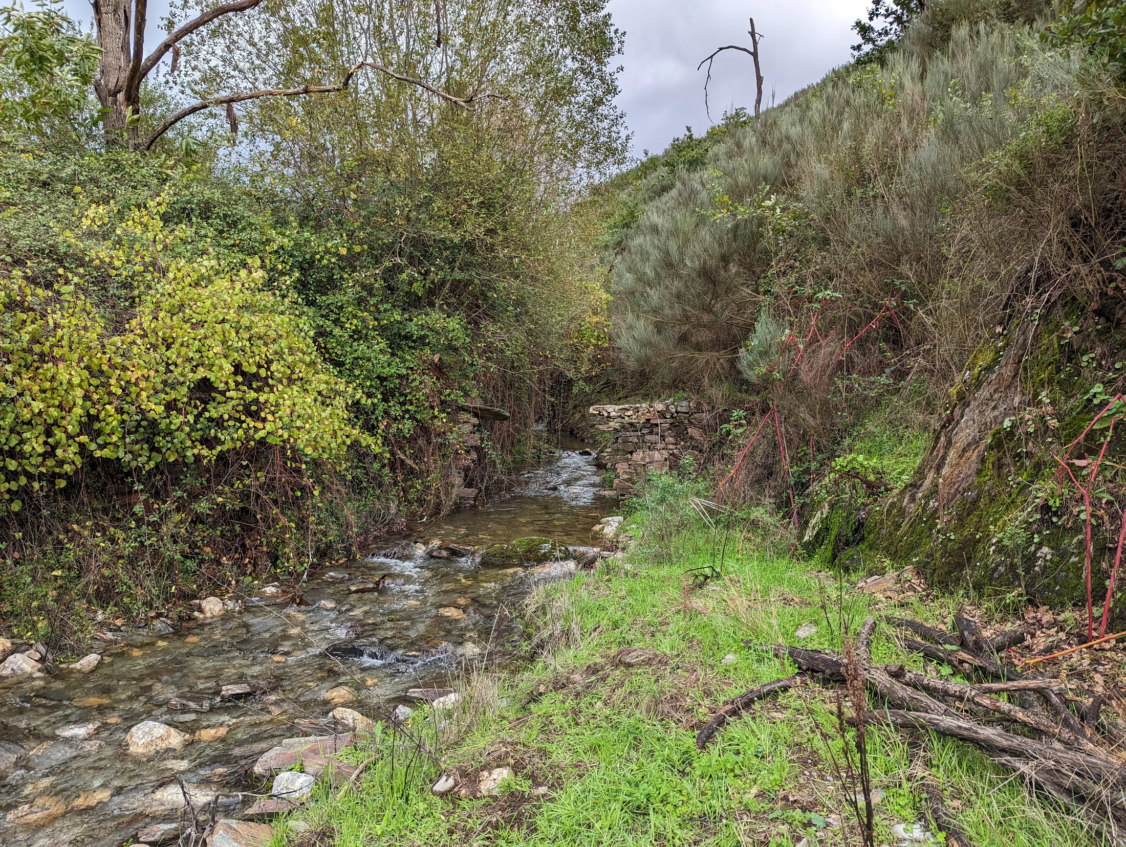 A stream running through green woodland at Candosa