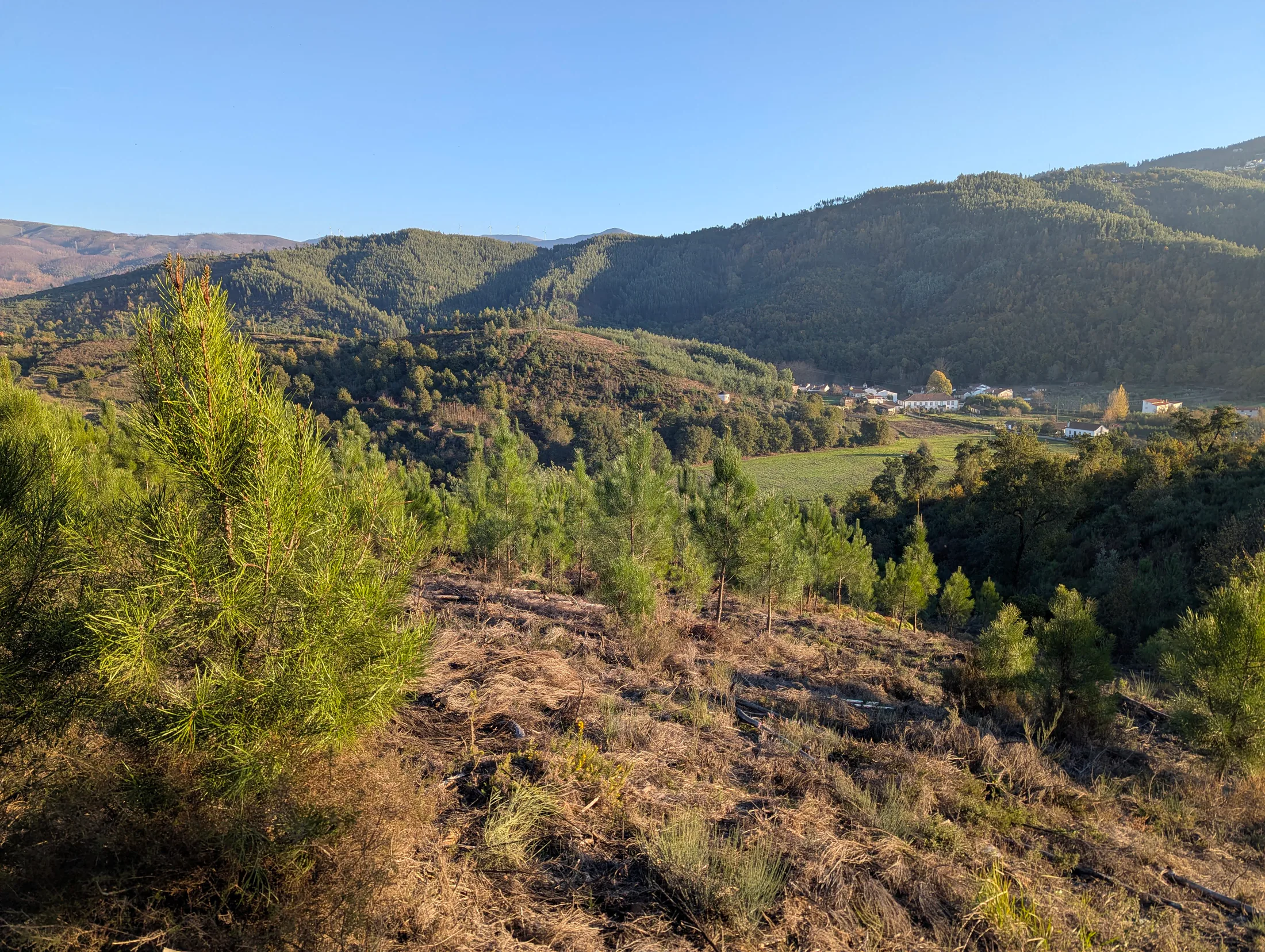 Cleaned young pine woodland on Valverde